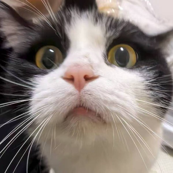 奶牛猫沈十一