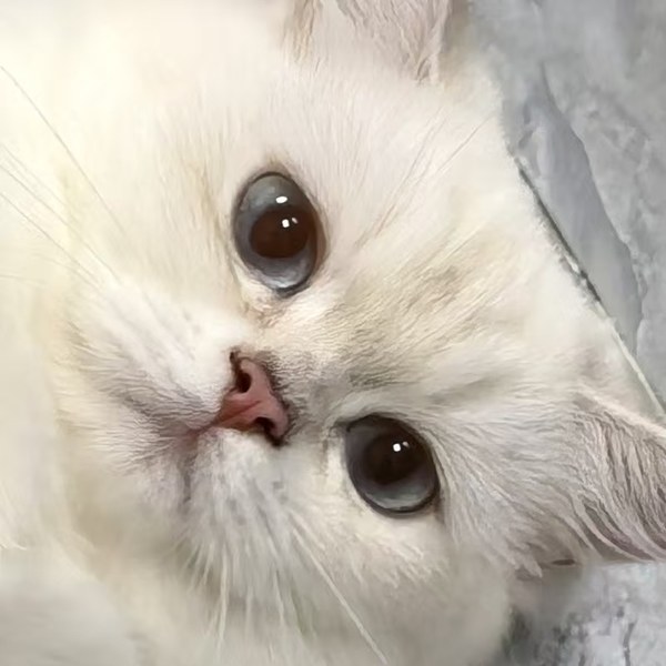 球球的无辜凝视